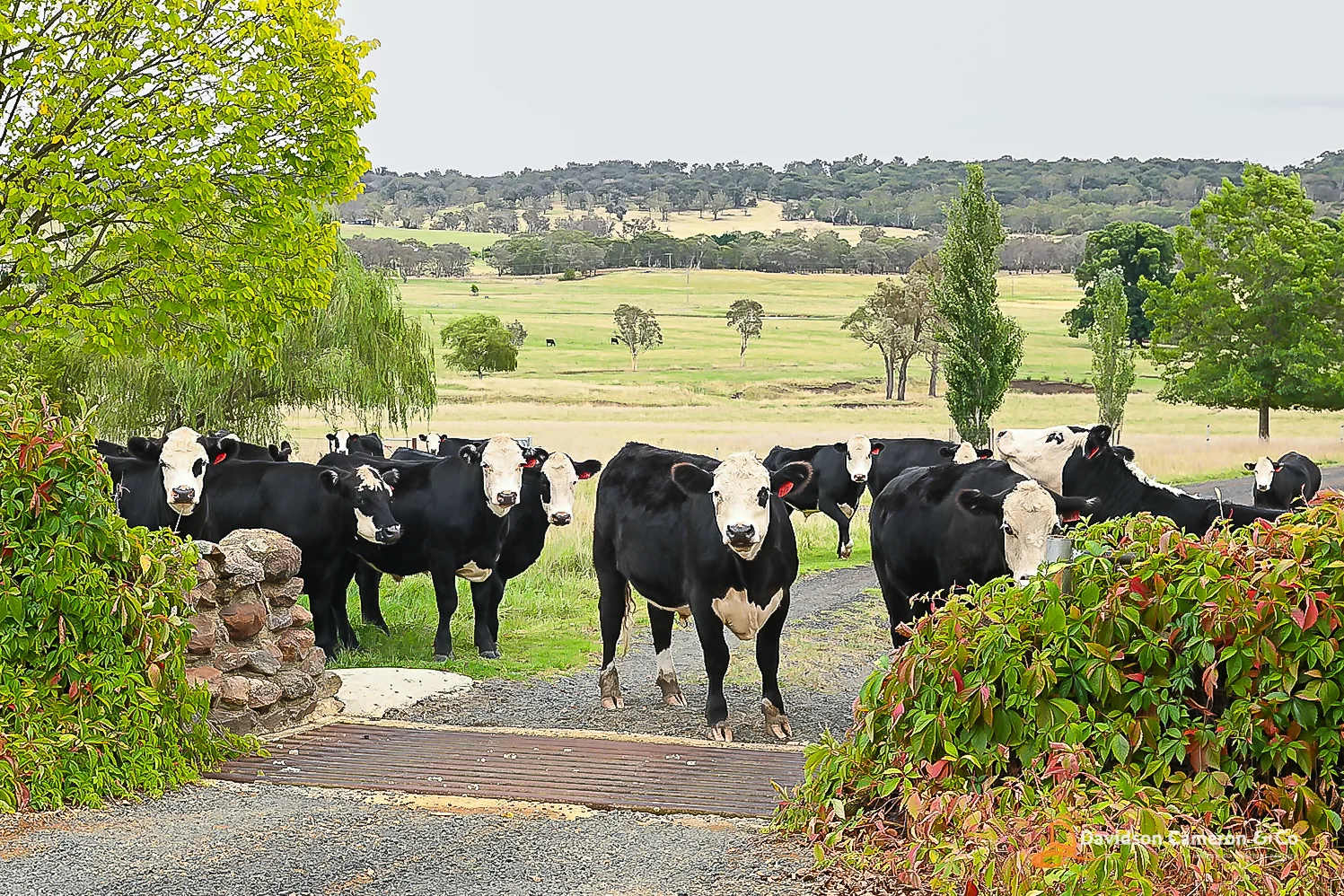 Additional image 3 of "Langleigh" 14503 Thunderbolts Way, Walcha NSW 2354