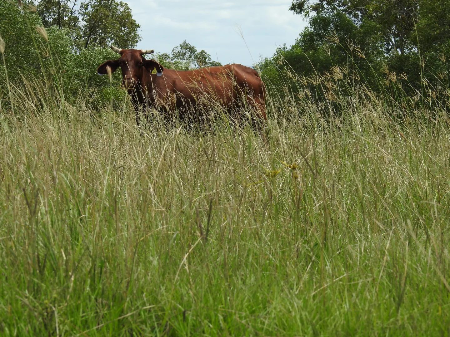 Additional image 3 of Lot 119 Ellangowan Myrtle Creek Road, Ellangowan NSW 2470