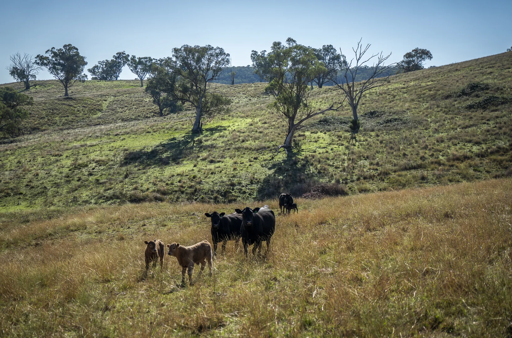 Additional image 19 of 'Coonara' Perrams Road, Ilford NSW 2850