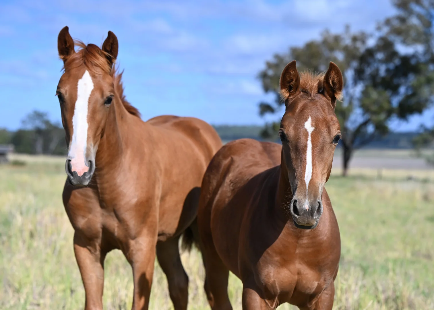 Additional image 14 of 167 Stark Road, Talgai QLD 4362
