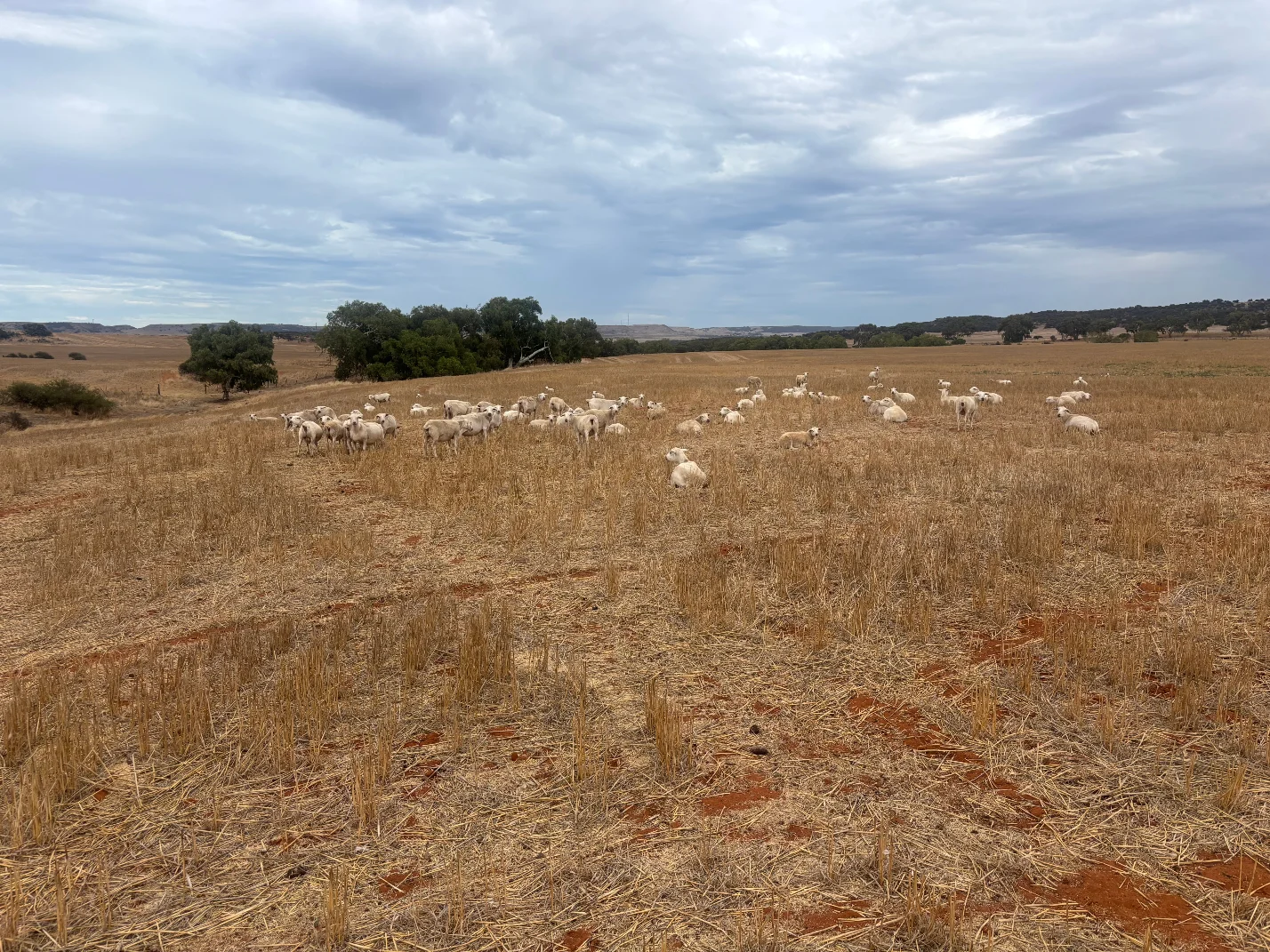 Additional image 5 of Lot 1 Giles Road, Moonyoonooka WA 6532
