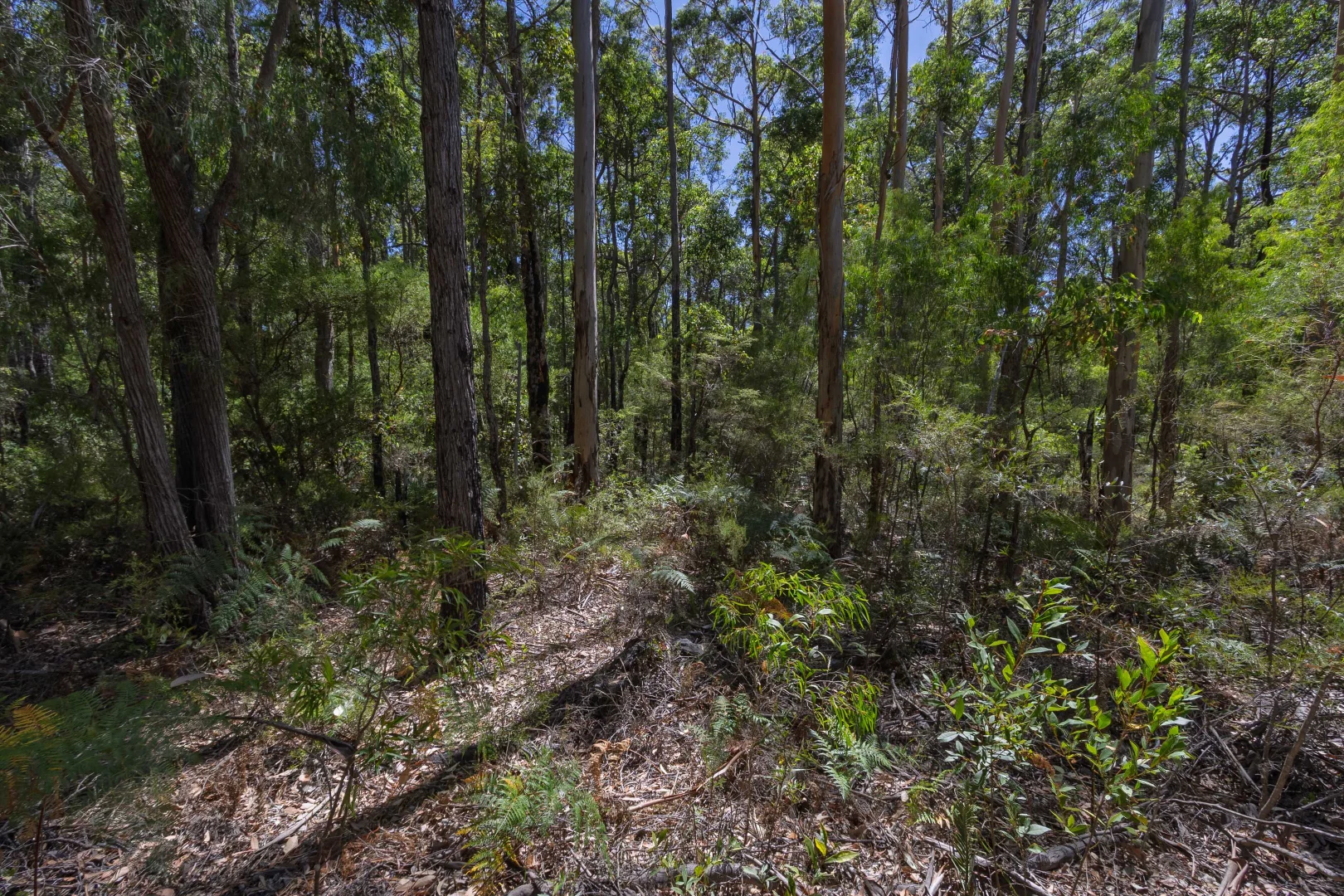 Additional image 7 of Lot 52 Karri Lane, Quinninup WA 6258