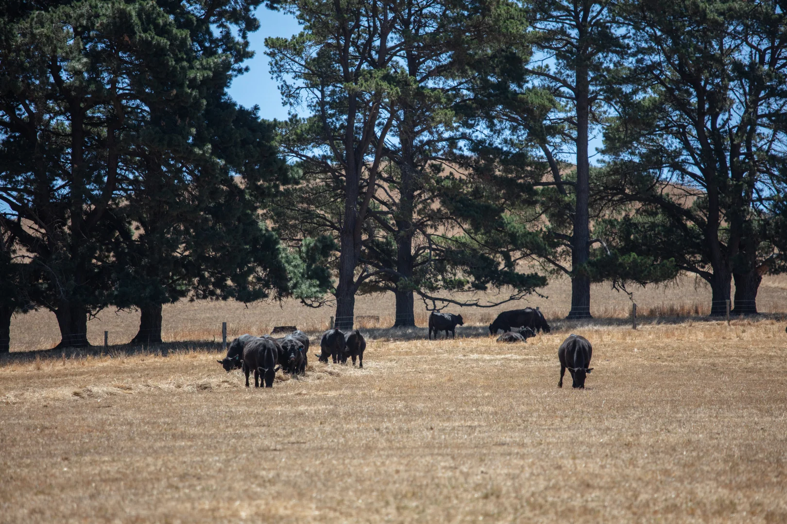 Additional image 31 of 315 Bugle Range Road, Macclesfield SA 5153