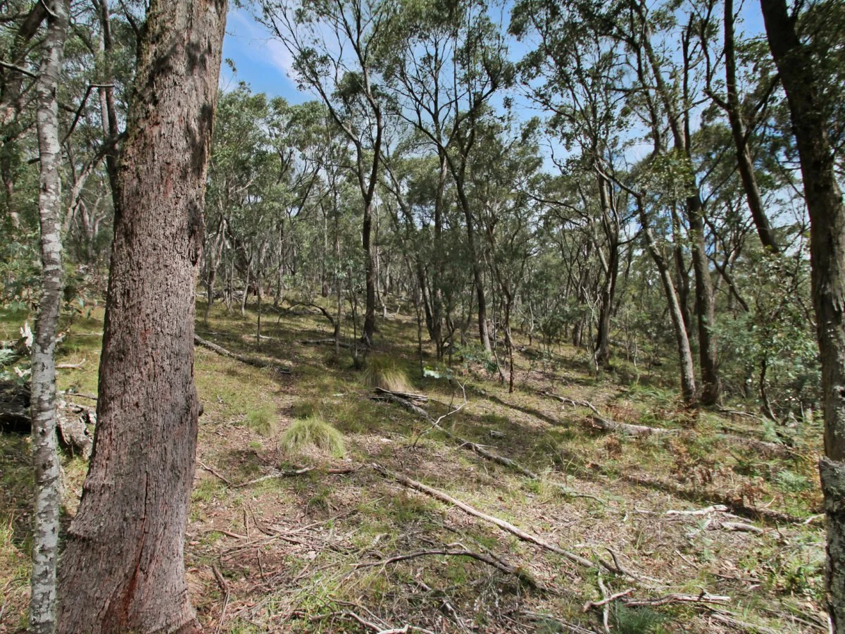 Additional image 4 of 135 Kangaroo Track, Omeo VIC 3898