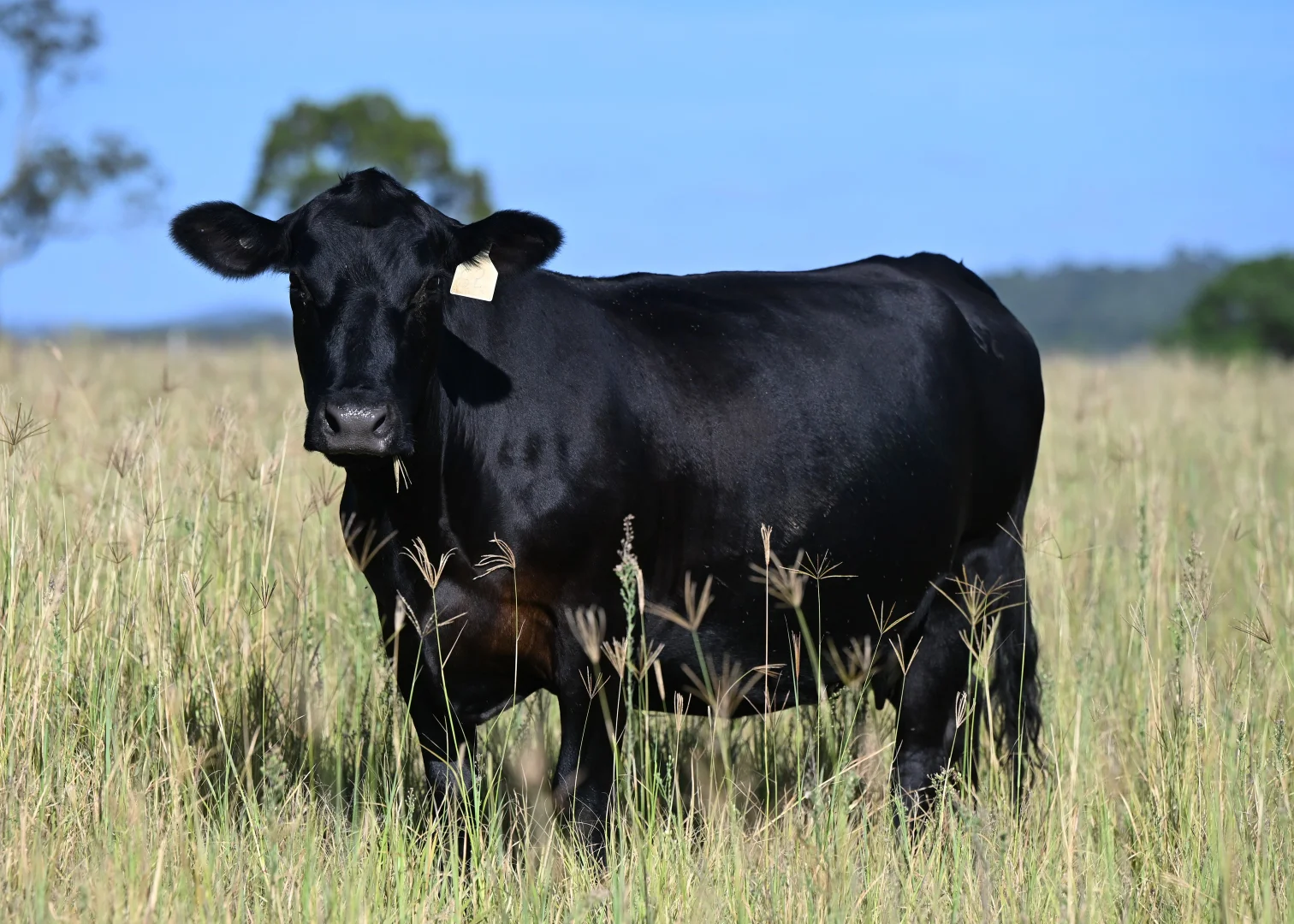 Additional image 28 of 167 Stark Road, Talgai QLD 4362