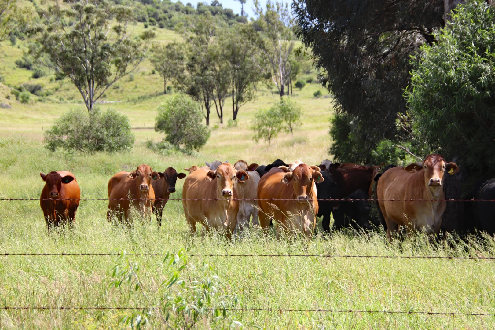 Additional image 3 of "Scrubview" Frawleys Road, Thangool QLD 4716