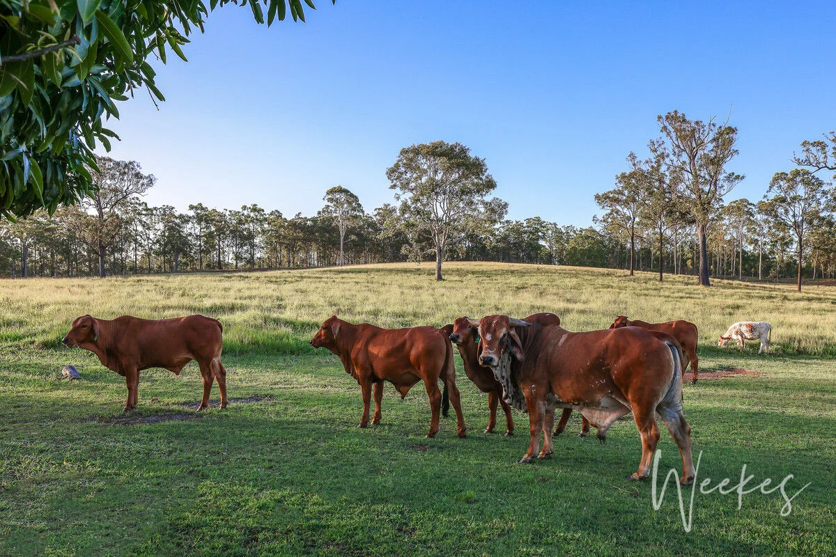 373 Baumanns Road, Avondale QLD 4670 photo 4