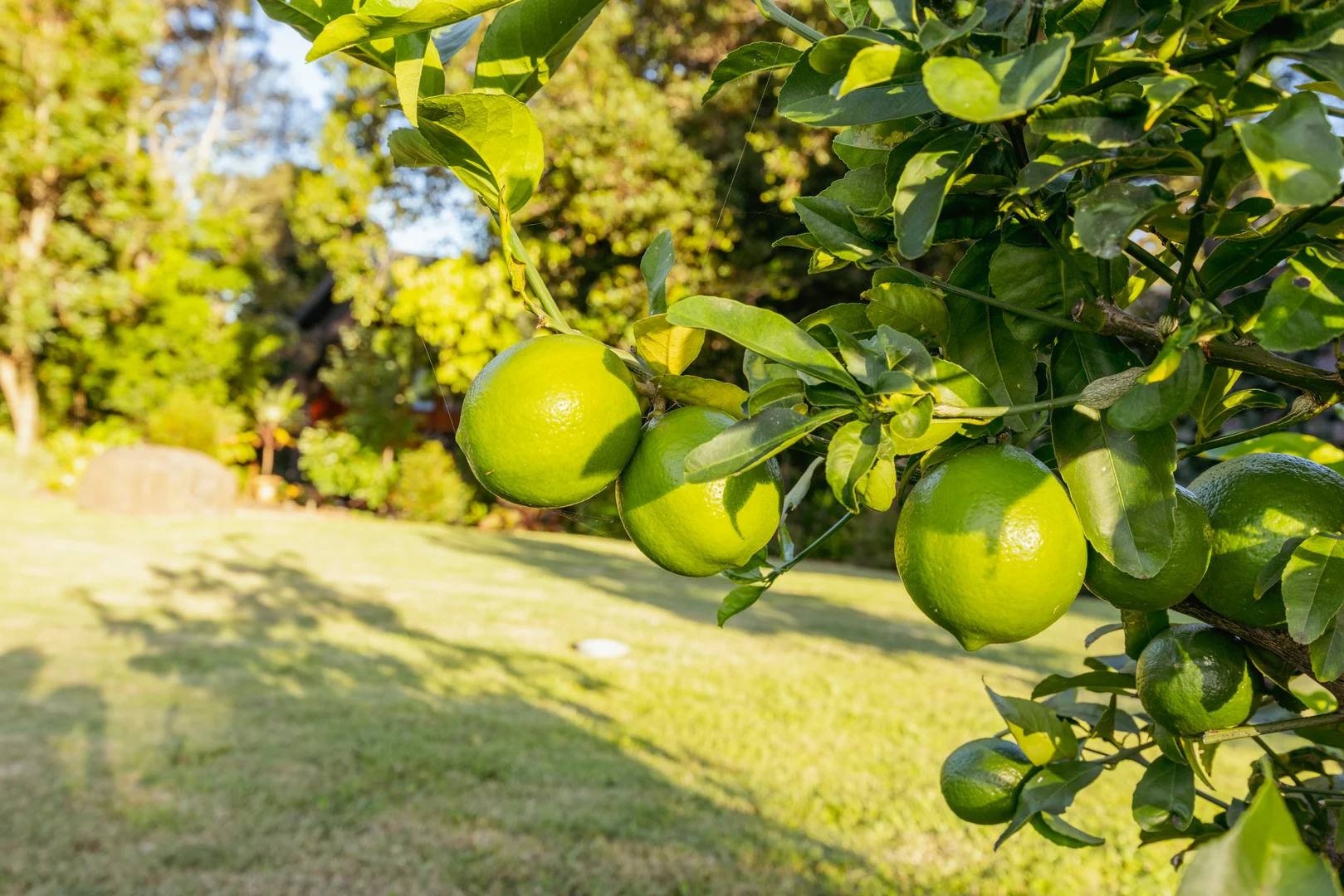 Additional image 47 of 20 Warri Way, Currumbin Valley QLD 4223
