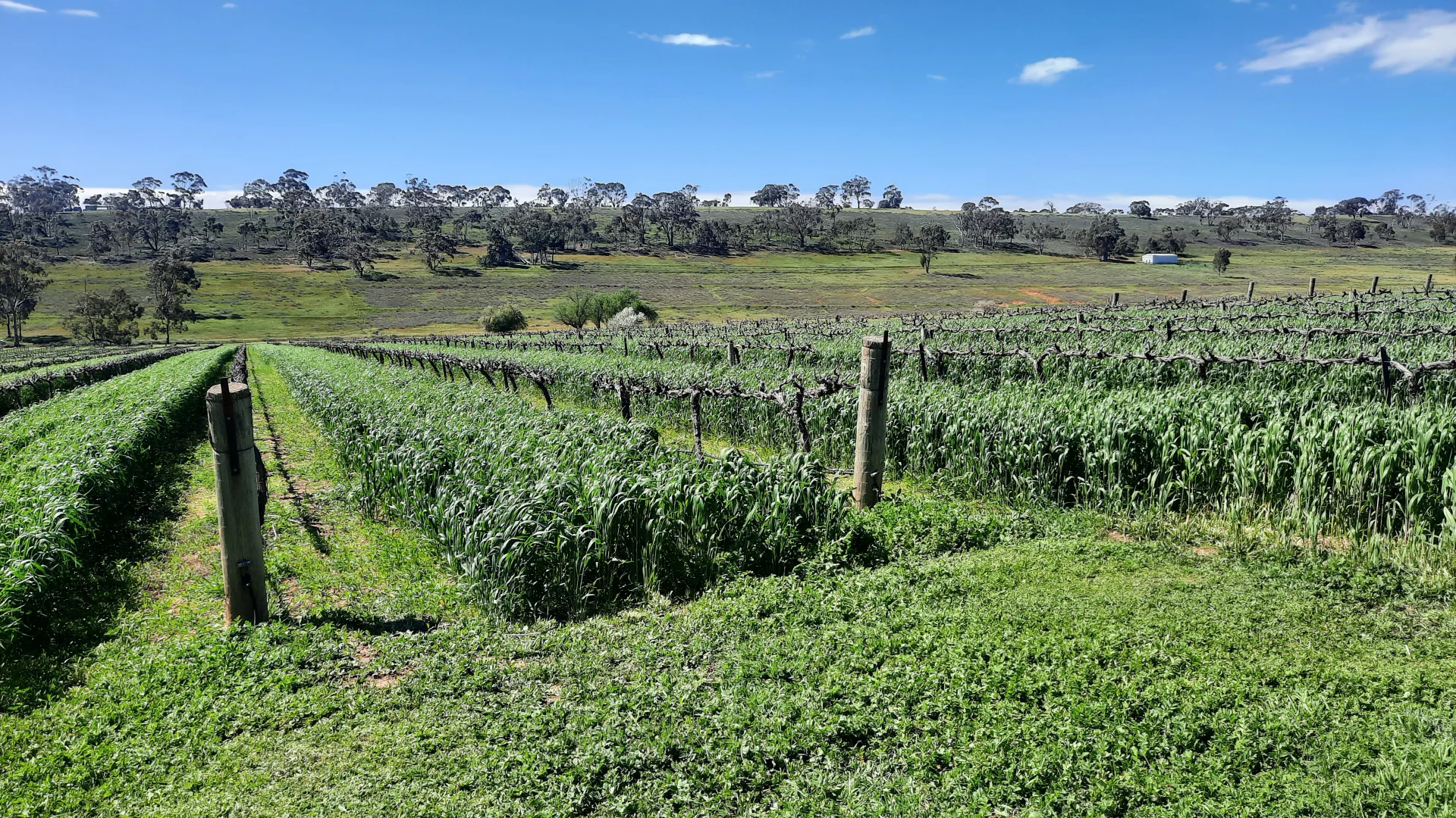 Additional image 6 of 285 Neagles Rock Road, Clare SA 5453