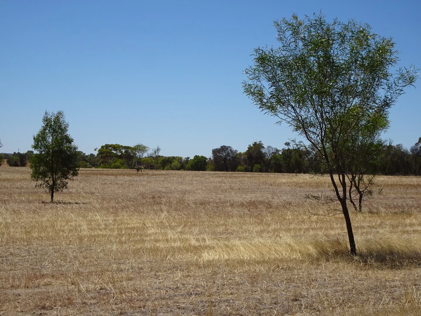 5 Realm Street, Pingelly WA 6308