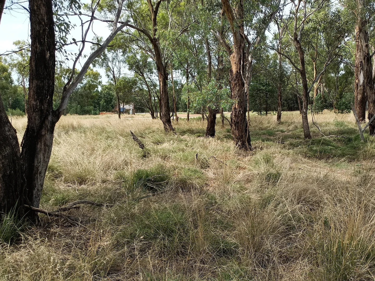 41 Burley Griffin Way, Moombooldool NSW 2665