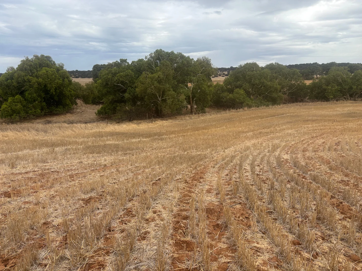 Additional image 16 of Lot 1 Giles Road, Moonyoonooka WA 6532