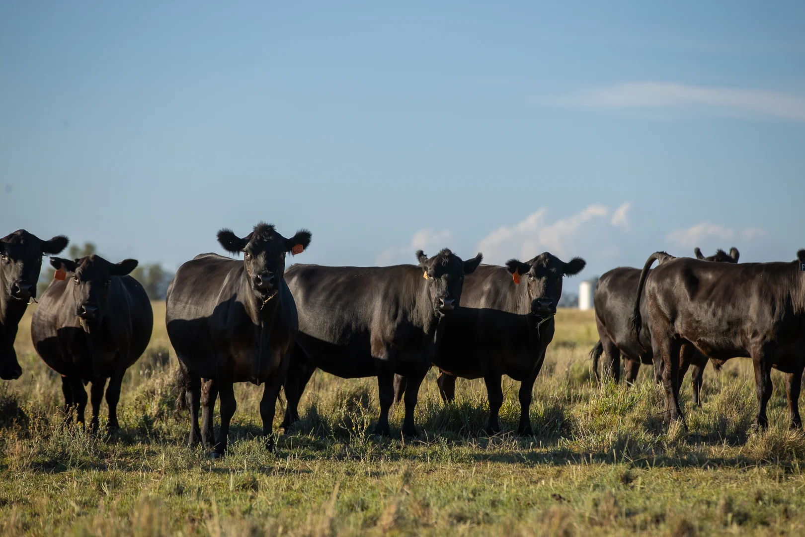 Additional image 16 of Breeza NSW 2381