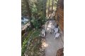 Additional image 20 of 402 Burnt Mill Canyon Rd, Cedarpines Park, CA, 92322