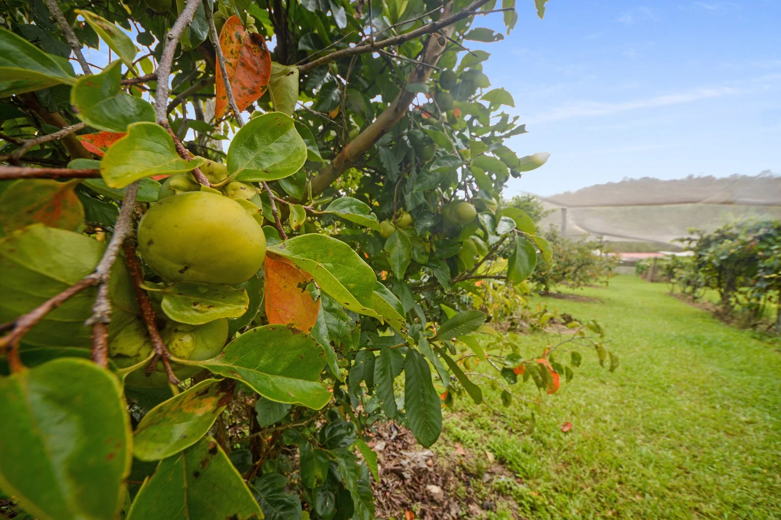 Additional image 11 of 1888 Tumoulin Road, Ravenshoe QLD 4888