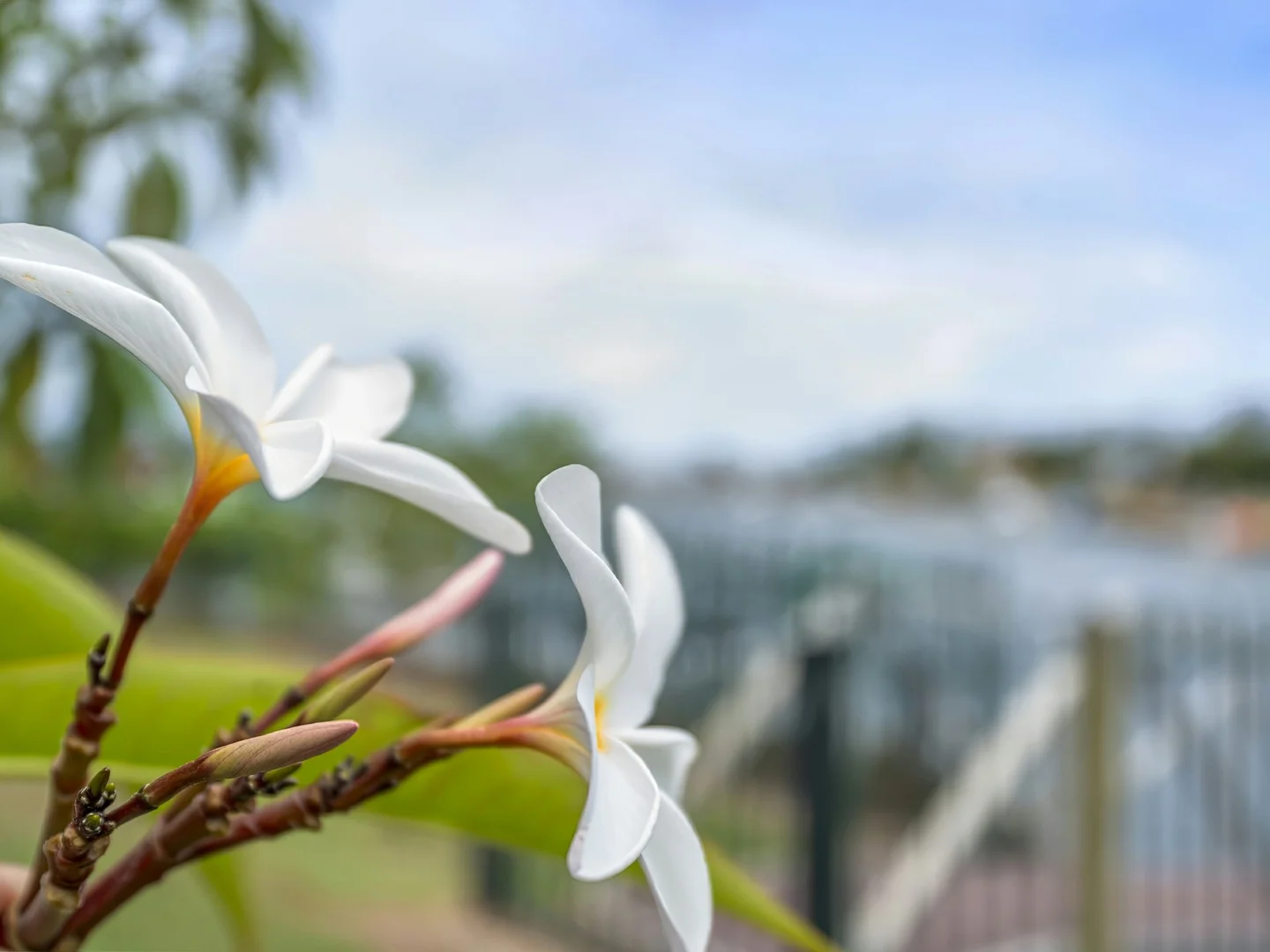 Additional image 19 of 12 Jasmin Drive, Bongaree QLD 4507