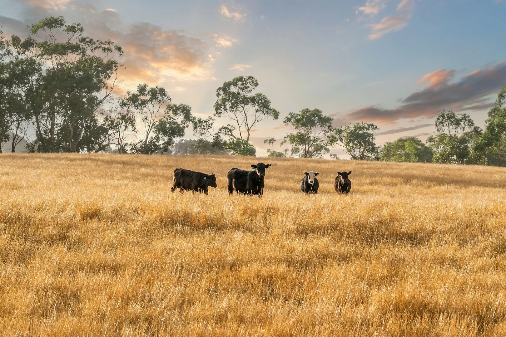 Additional image 23 of 100 Sunday Ridge Road, Simpson VIC 3266