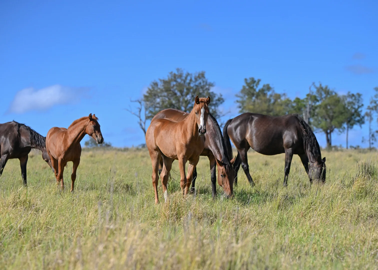 Additional image 27 of 167 Stark Road, Talgai QLD 4362