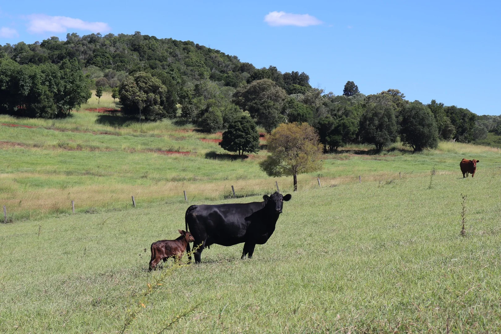 Lot 385 Hoffmanns Road, Wondai QLD 4606