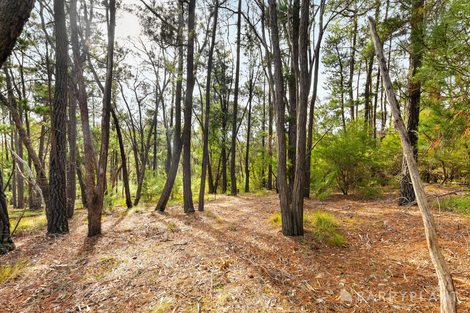 Additional image 5 of 935 Buttermans Track, Christmas Hills VIC 3775