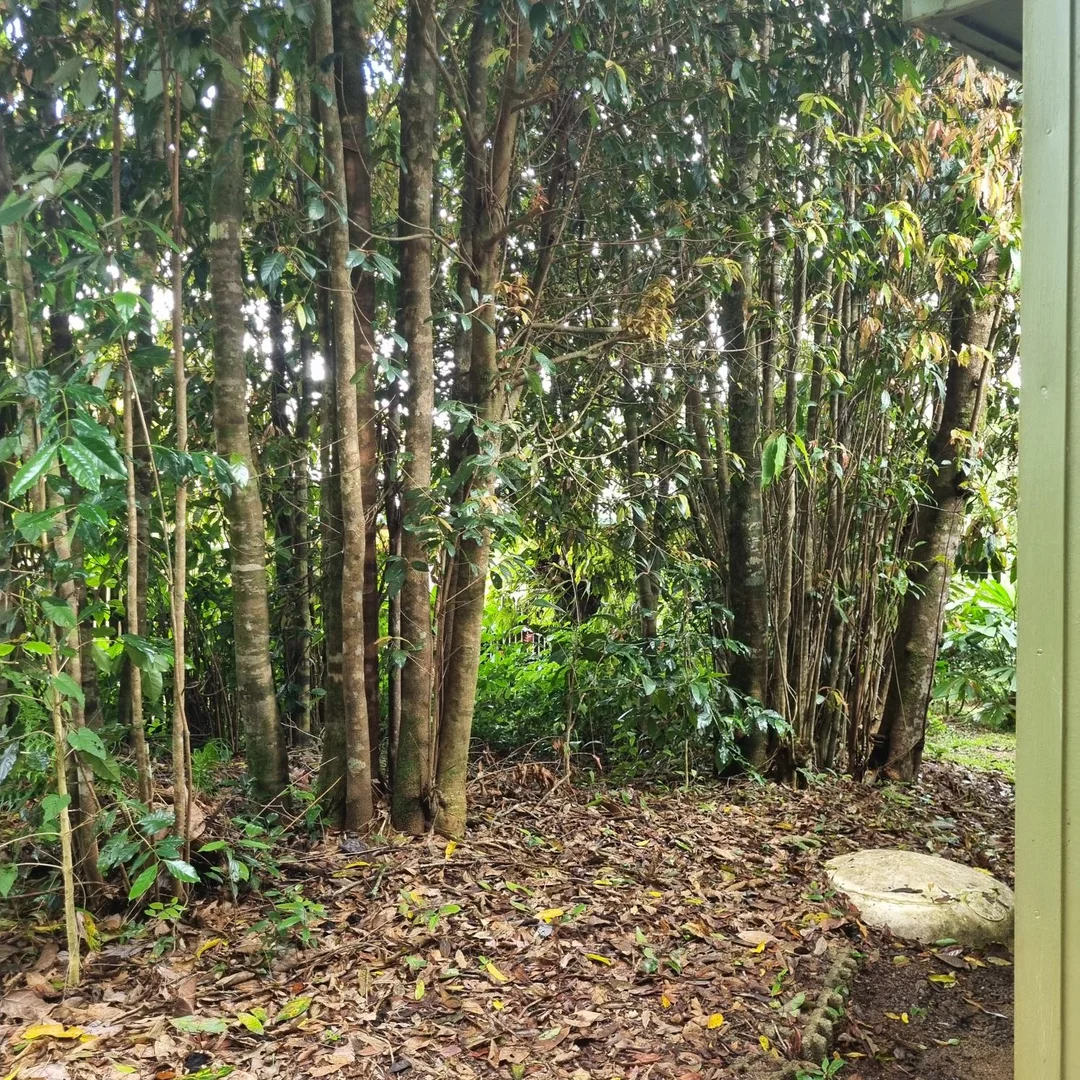 Additional image 26 of 18 Mount Spec Road, Paluma QLD 4816
