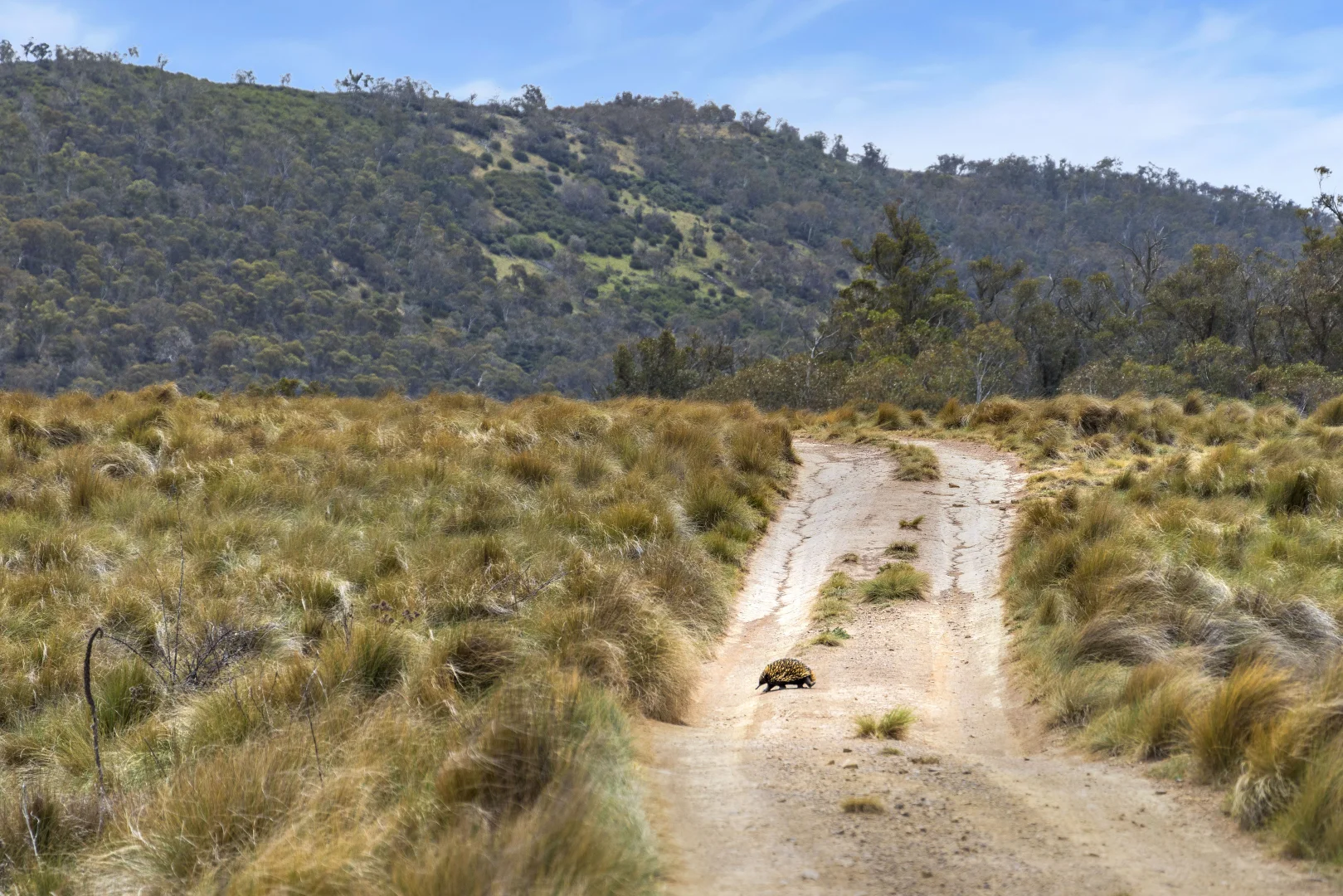 Additional image 23 of 944 Jones Plains Road, Shannons Flat NSW 2630