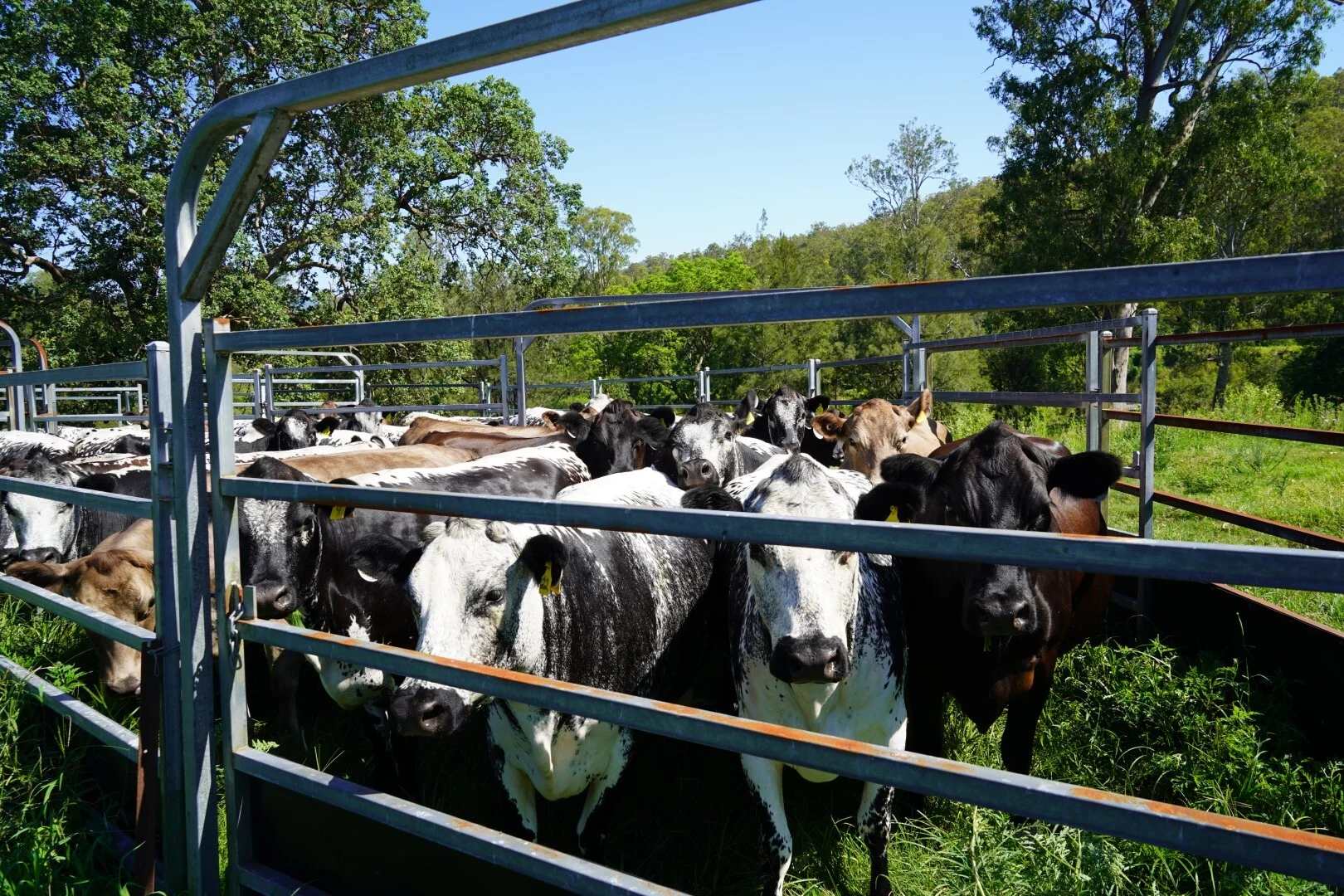 Additional image 18 of 113 Bruxner Highway, Casino NSW 2470