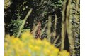 Additional image 26 of 115 Lake Almanor West Dr, Chester, CA, 96020