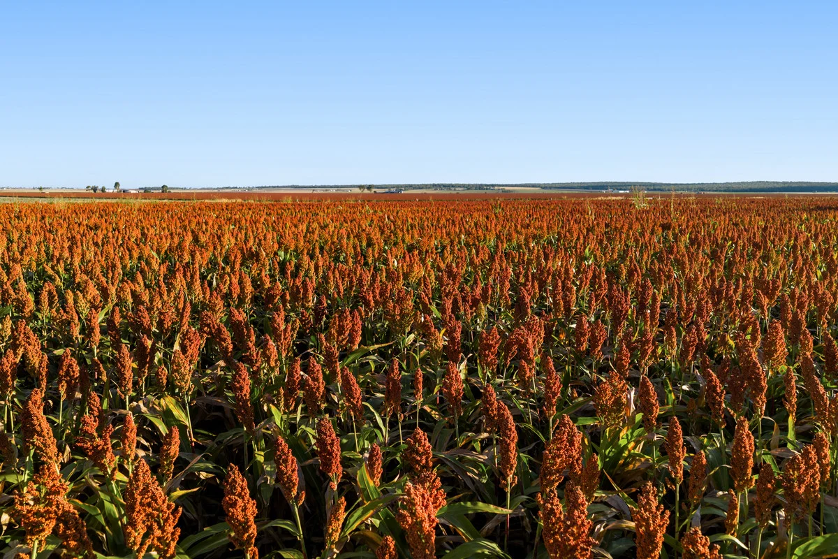 Additional image 7 of 27 Ernst Road, Ryeford QLD 4361