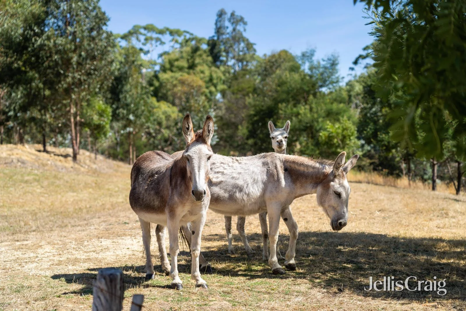 Additional image 4 of Lot 1/4 Blackberry Lane West, Buninyong VIC 3357