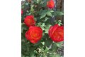 Additional image 44 of 690 Kraftile Ct, Fremont, CA, 94536