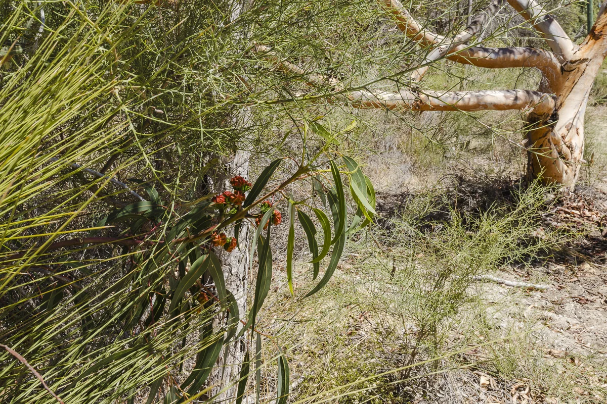 Additional image 18 of 30 Blackbutt Grove, Gabbadah WA 6041