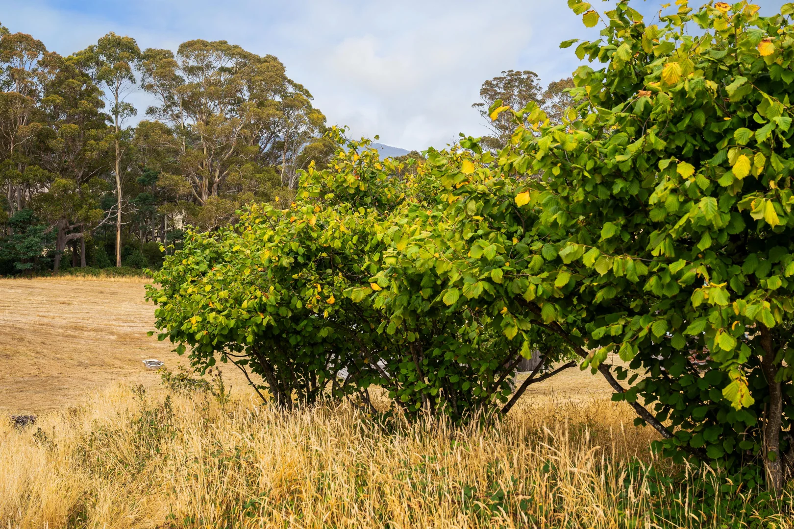 Additional image 13 of 364 Golconda Road, Lilydale TAS 7268