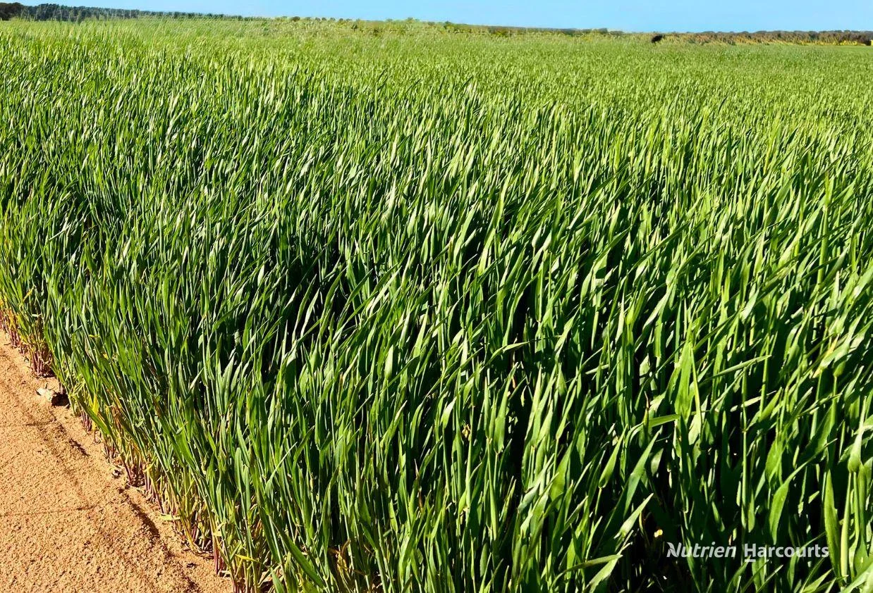 Additional image 2 of 2342 Emu Hill Road East, South Kumminin WA 6368