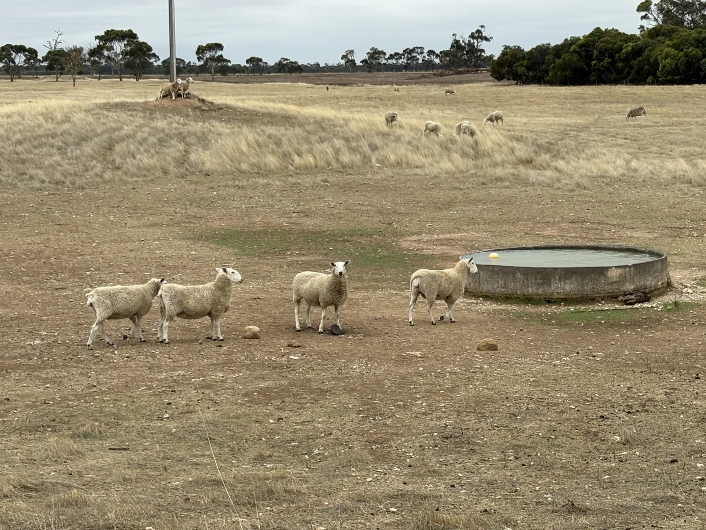 Additional image 2 of Sec 603 Pitcher Lane, Bordertown SA 5268