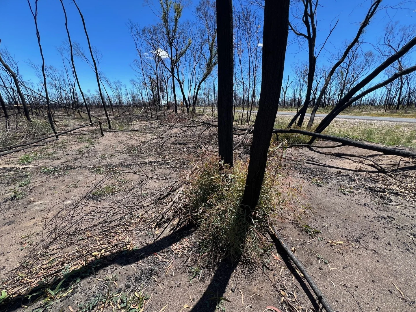 Lot 16 Tara-Chinchilla Road, Tara QLD 4421