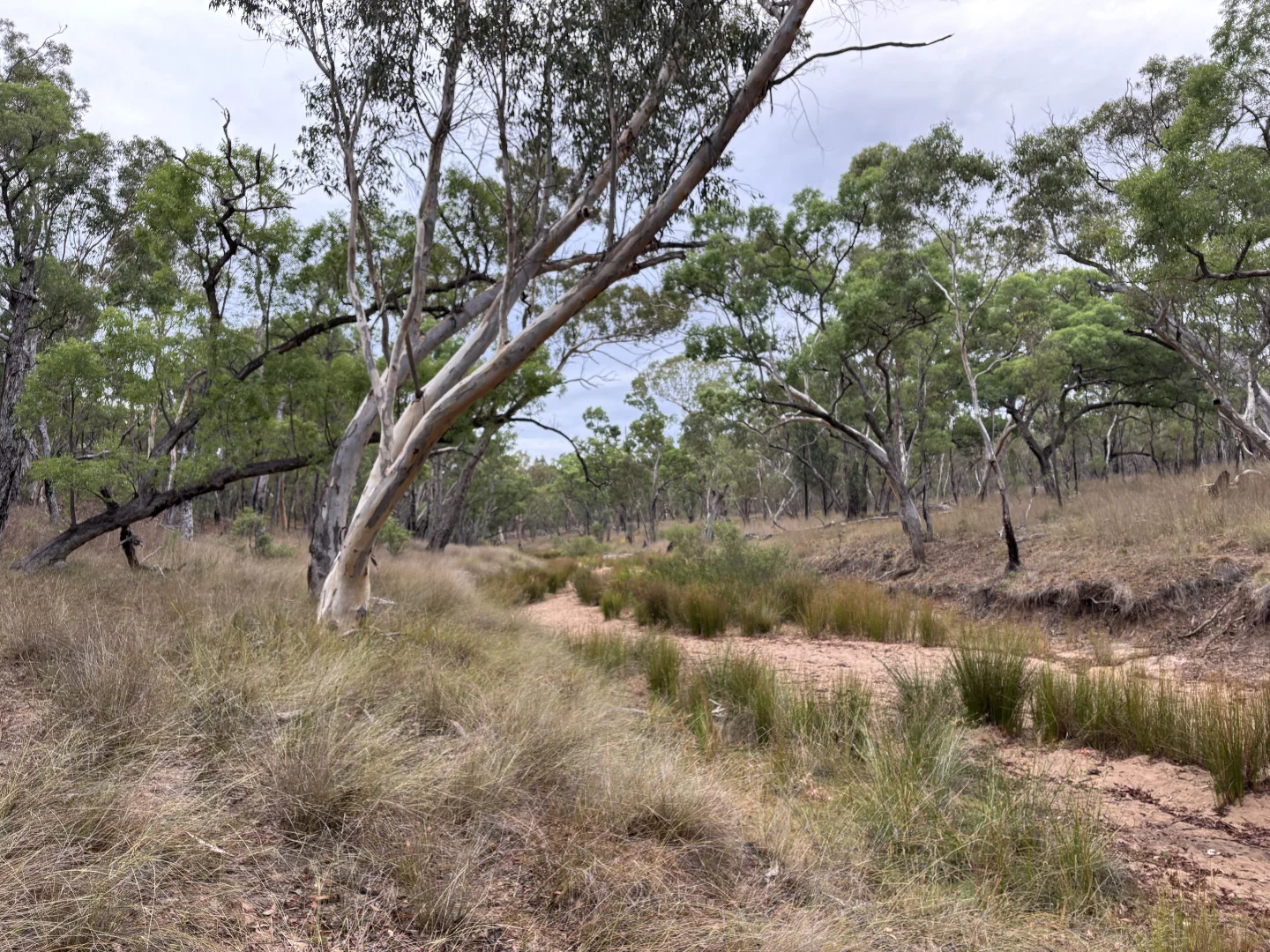 Additional image 24 of 2875 Newell Highway, Rocky Glen NSW 2357
