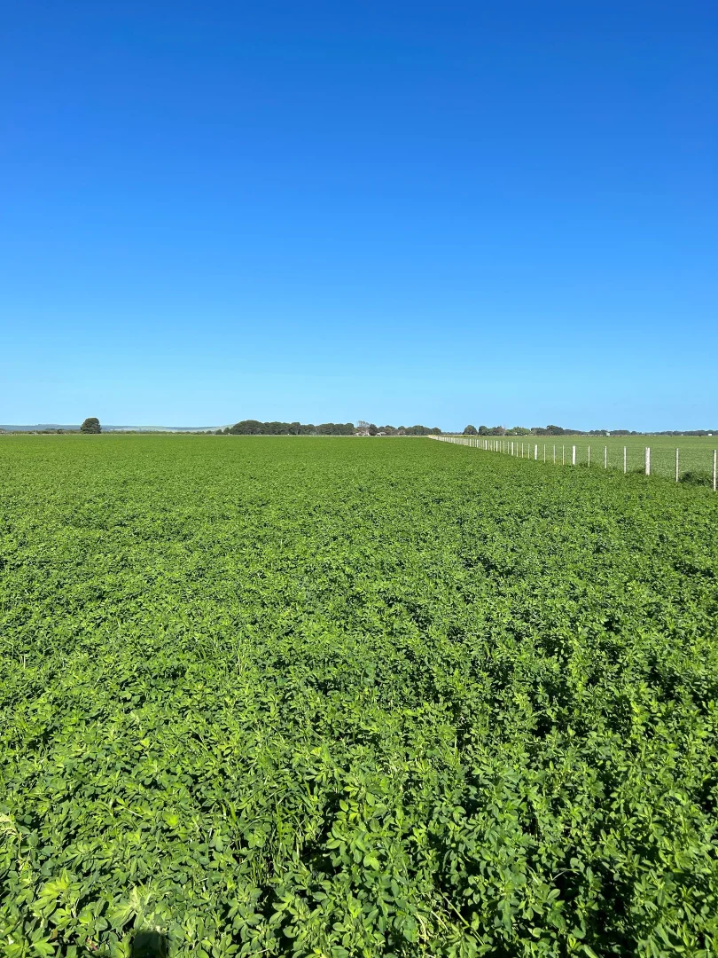 Additional image 3 of Lot 187/& Section 78 Princess Highway, Millicent SA 5280