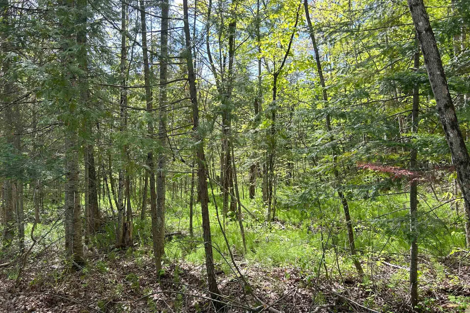 0 Sharon Lake Drive photo 4