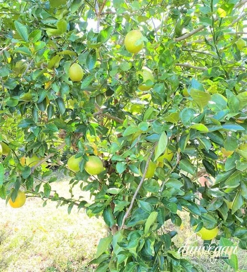 Additional image 5 of 275B Elizabeth Valley Road, Noonamah NT 0837