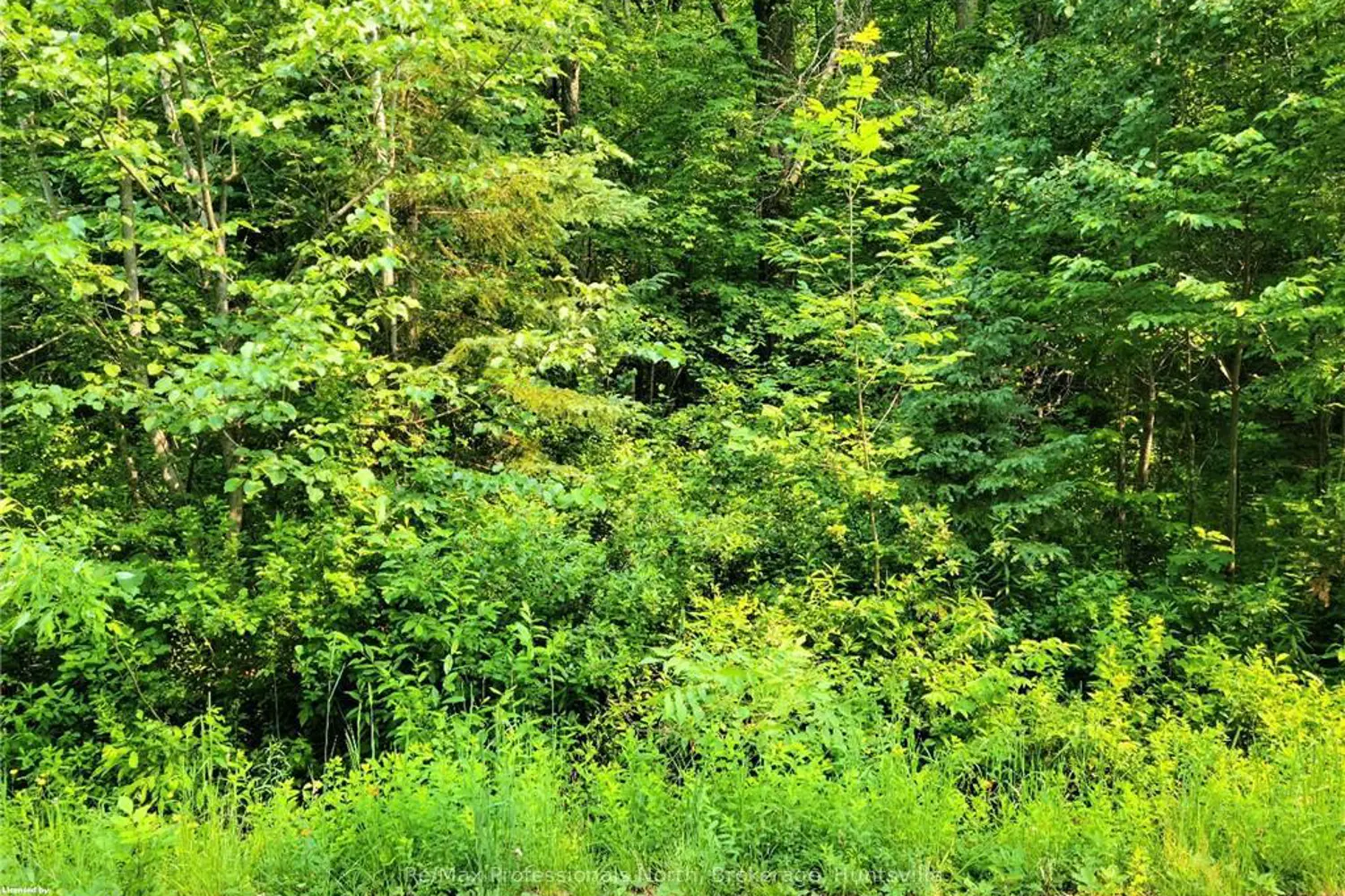 26 Mount Vernon Trail 19