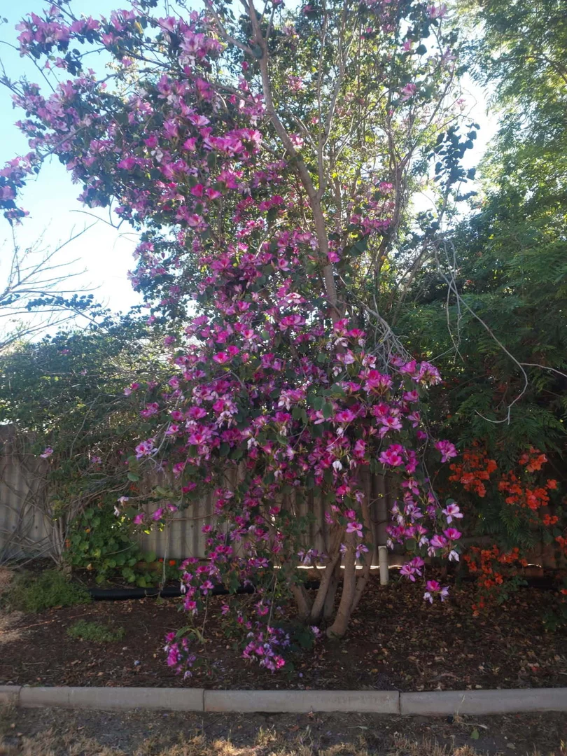 Additional image 17 of 17 Burnside Avenue, Northam WA 6401