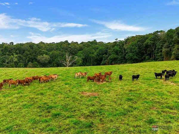 Additional image 24 of 464 Boar Pocket Road, Yungaburra QLD 4884