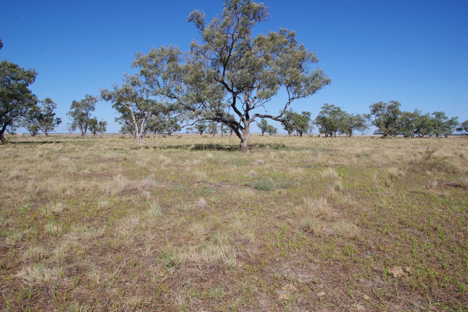 Additional image 20 of . Sunnyside Lane, Wee Waa NSW 2388