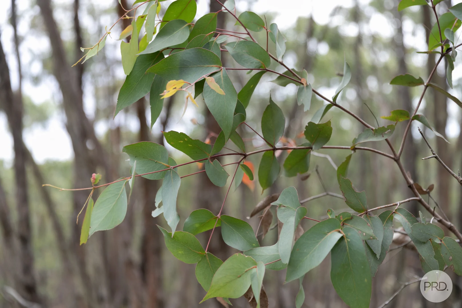Additional image 11 of Lot 5 Haighs Lane, Snake Valley VIC 3351