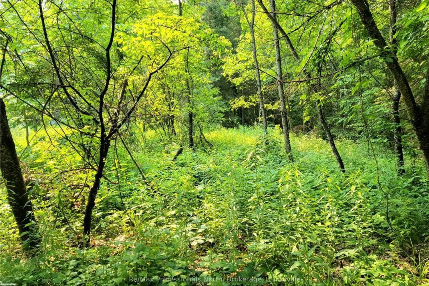 35 Mount Vernon Trail 26