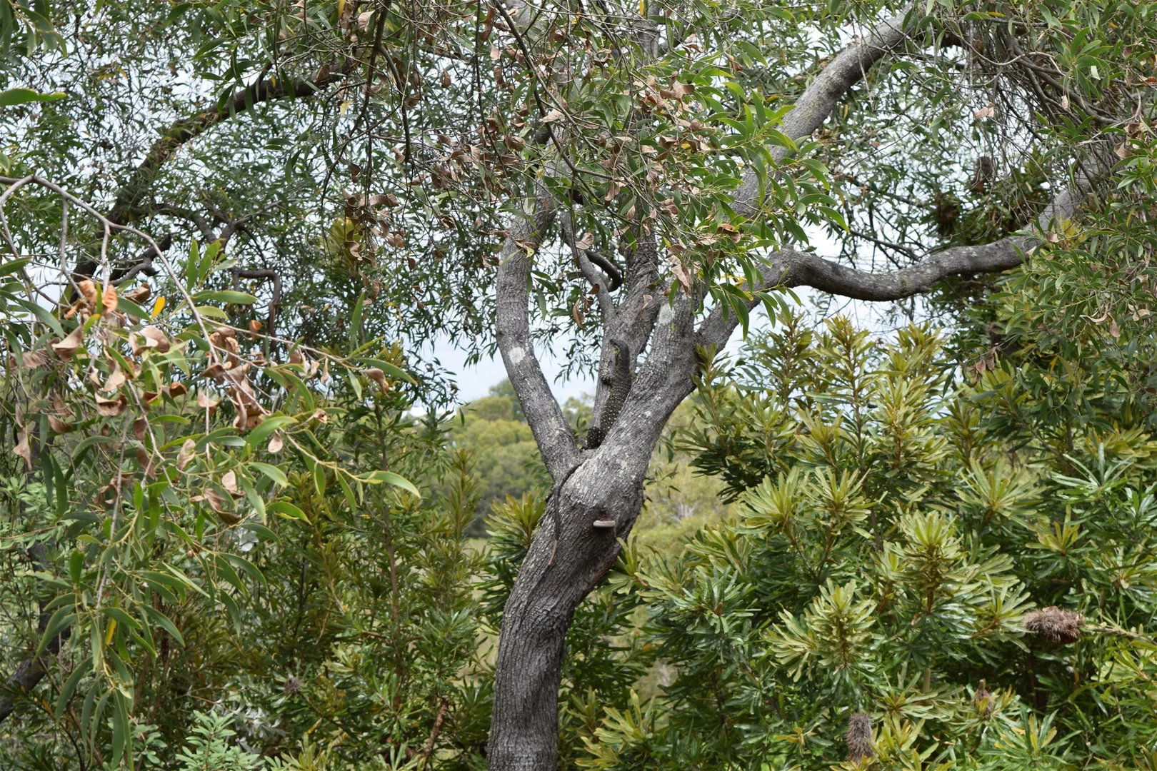 Additional image 14 of Peregian Beach QLD 4573
