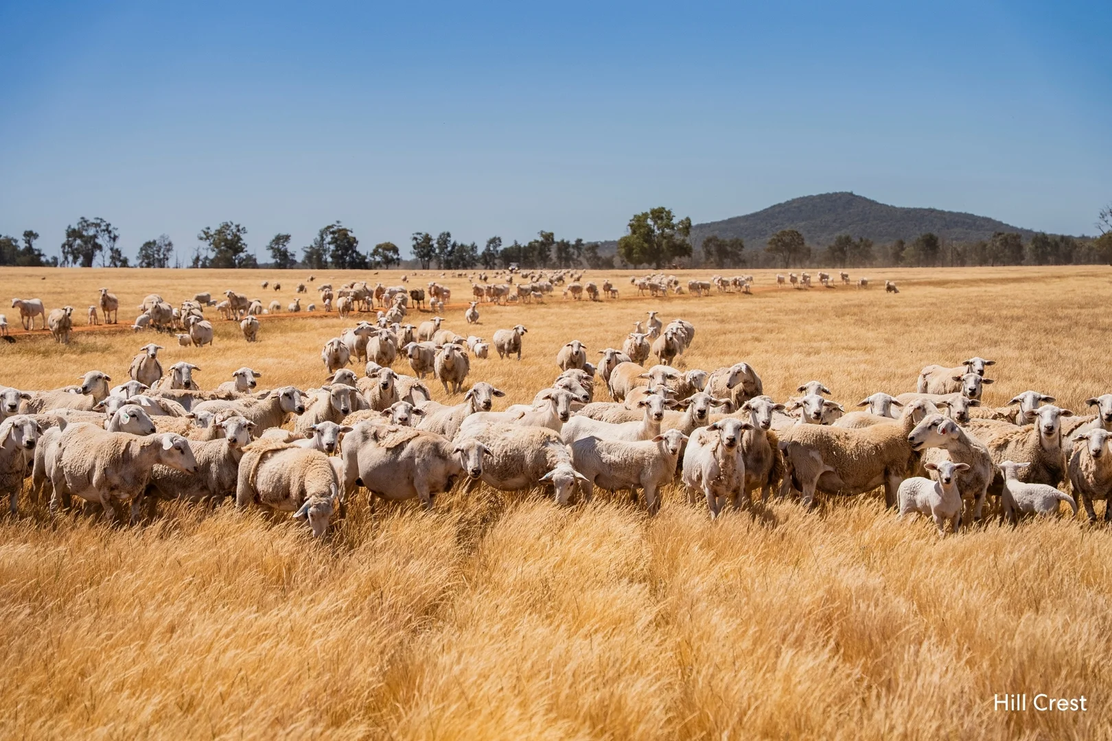 Additional image 21 of Kamarah Road, Narrandera NSW 2700