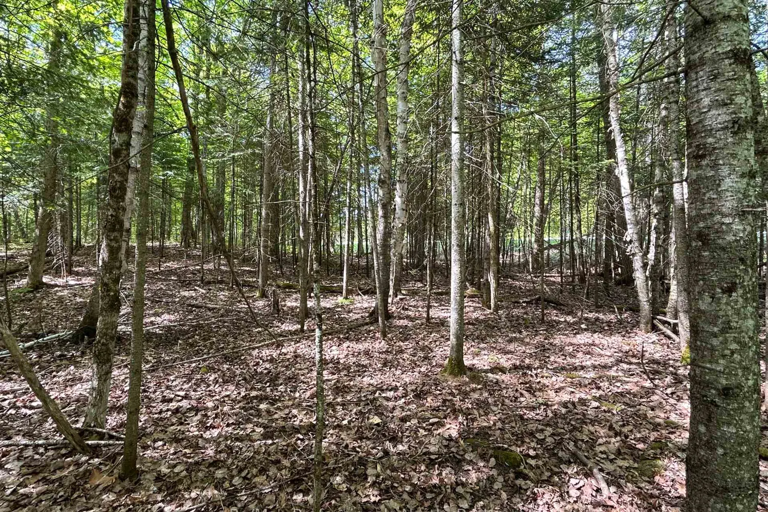 0 Sharon Lake Drive photo 2