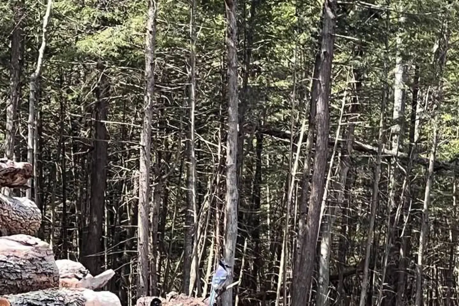 Additional image 6 of 0 Lot Syer Line